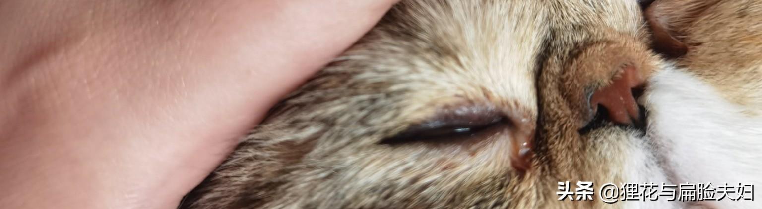 短毛波斯猫流黄眼泪:猫总是有眼泪，眼角黄黄的，是怎么回事？