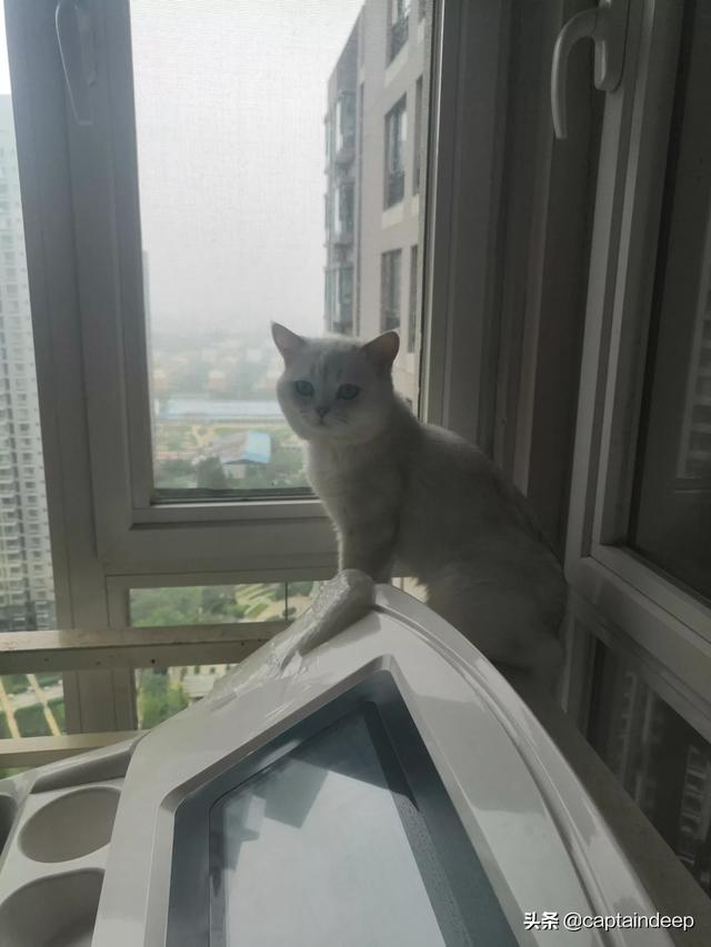 布偶猫吧 很瘦:布偶的胃是不是特别娇贵啊，注意什么？ 布偶猫很瘦怎么办