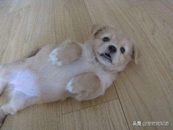 腊肠犬图片:寿命比较长的狗狗有哪些？