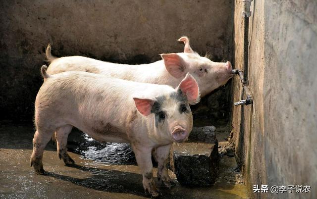 不想打工了,想回农村养猪,请问养一百头猪需要多少成本？除去成本还能赚多少钱？