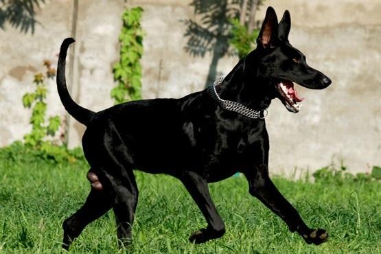 黑狼犬打架怎么样:我国的哪种狼犬打得过德国牧羊犬？为什么？