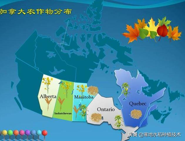 头条问答 加拿大气候寒冷不利于农作物生长 是如何成为世界农业大国的 寒地水稻种植技术的回答 0赞
