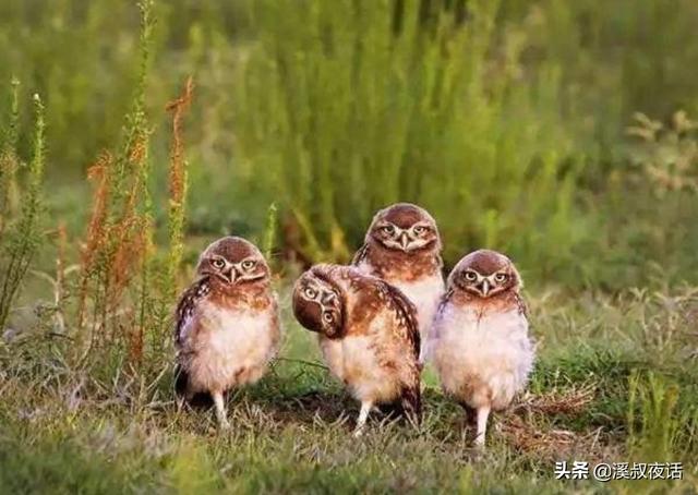 细狗撵野鸡:为什么老人说不追上山兔，撵下山鸡？