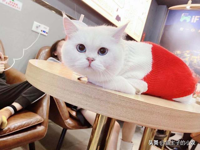 巧克力猫:怎么告诉猫咪它不能吃巧克力？