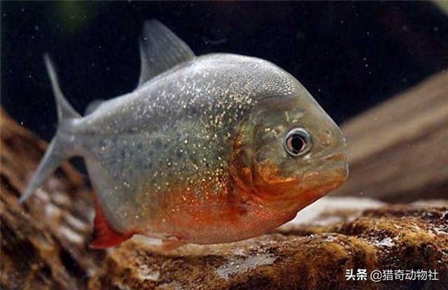 一条河豚对战4条小食人鱼:食人鱼是以人肉为食吗？为何这样称呼一条鱼？