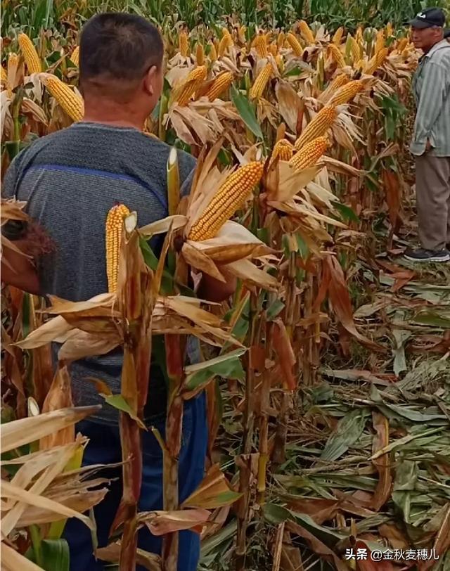 跑乡下卖什么赚钱，不想在外打工了，回农村老家有什么日赚200的小生意做