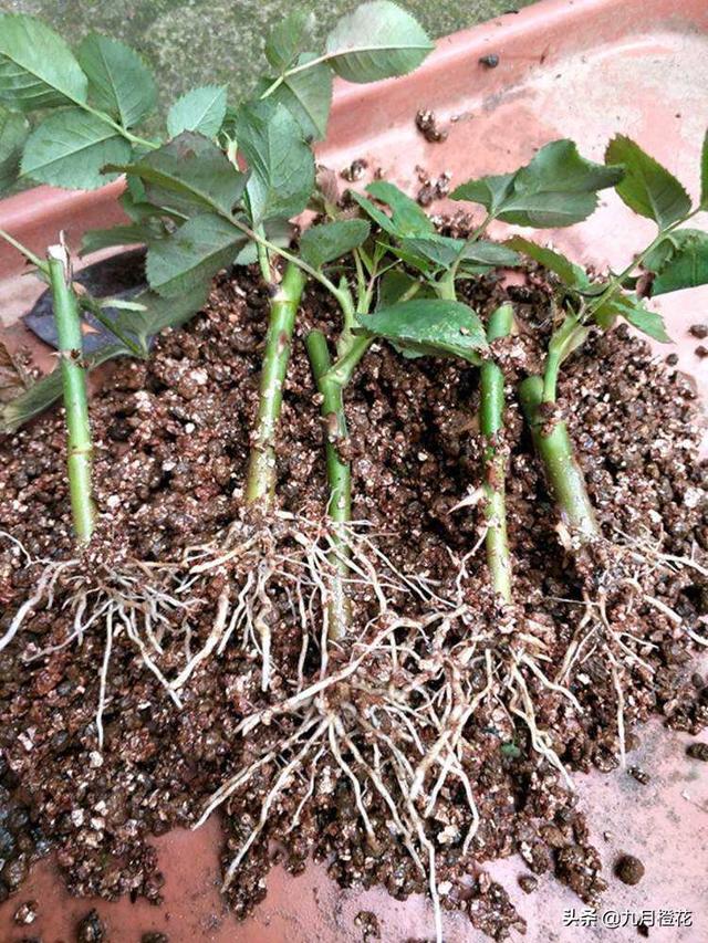 新疆月季花的栽培:新疆昼夜温差比较大，适合养什么种类的花呢？