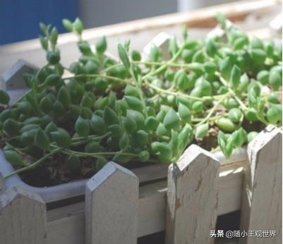 珍珠吊兰冬天放在哪里:珍珠吊兰适合放在家里哪里 珍珠吊兰的养殖方法和注意事项？