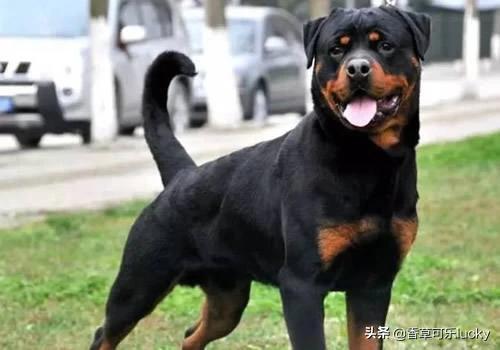 罗威纳咬人:有没有罗威纳犬护主的真实案例？