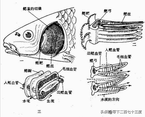 头条问答 有的鱼为什么在水面呼吸 句理的回答 0赞