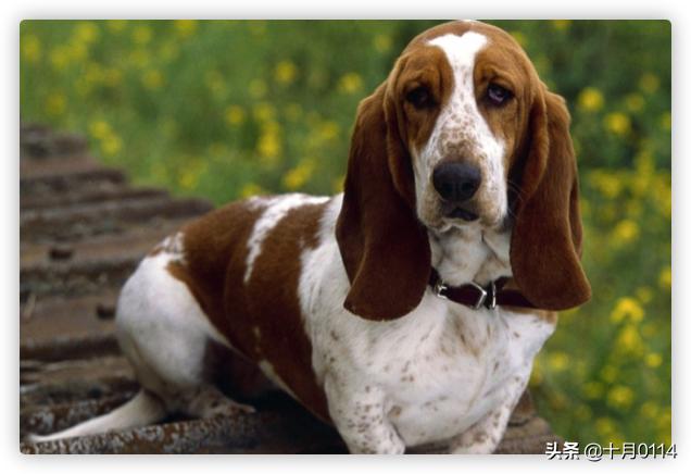 贝生吉犬怎么训练:格力犬的后腿肌肉怎么练？