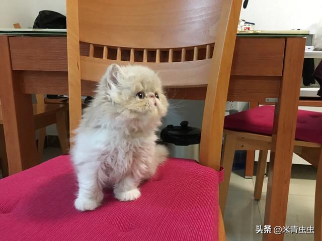 猫抓网:小猫丢失15天了，现在知道它在围着小区楼房找我，怎么抓到它？