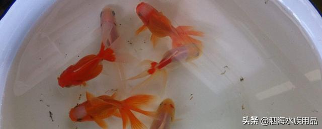 头条问答 金鱼鱼苗怎么才能养好 泗海水族用品的回答 0赞