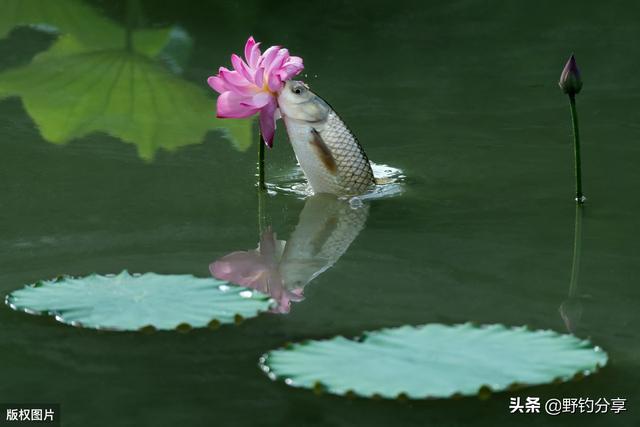 吃草的淡水鱼有哪些:草鱼饿了能跃起吃塘边草，到底它眼睛能看多远？