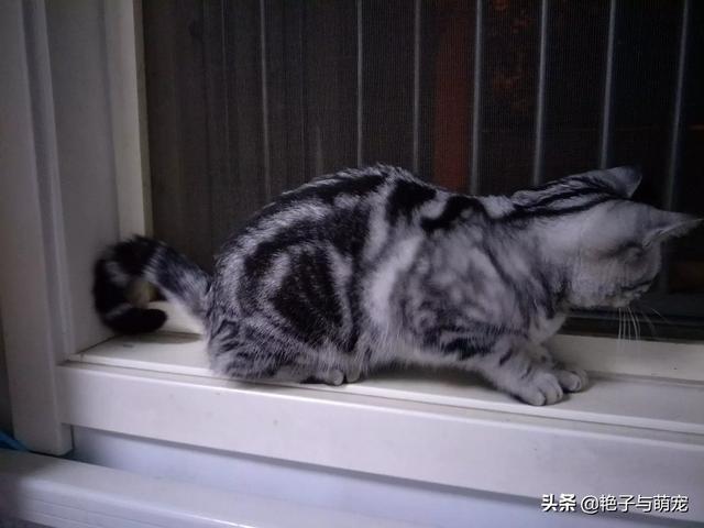 野猫八翻:家猫自愿变为野猫，为什么？求懂行的分析一下？