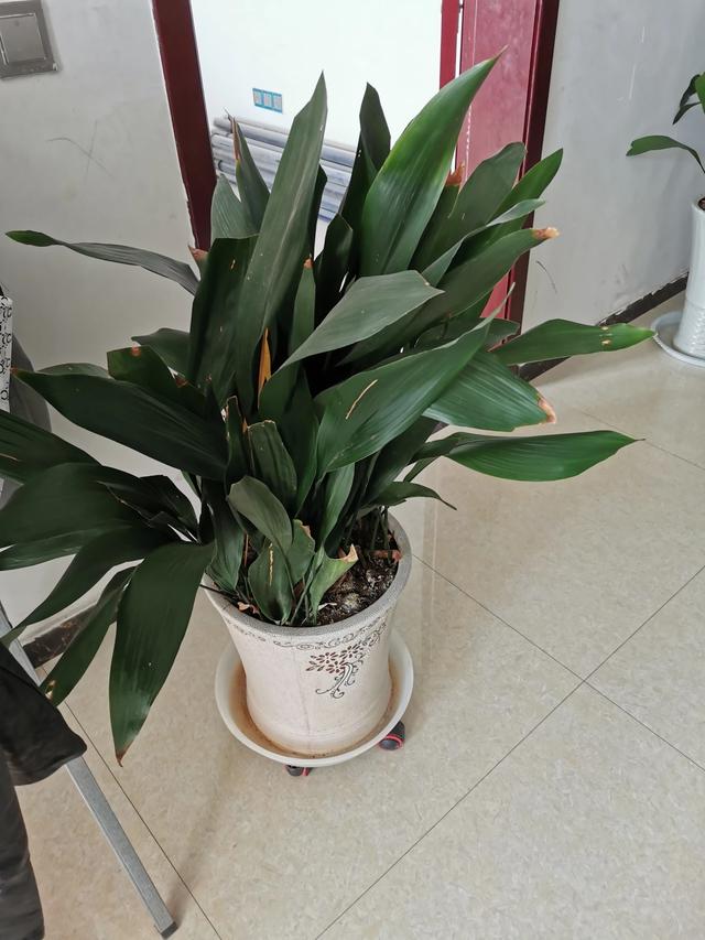 室内净化空气植物:家里种植哪种盆栽植物有处于净化空气？