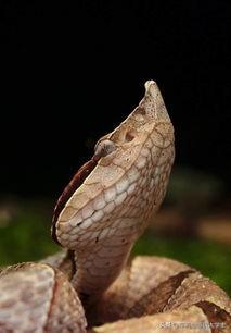 五步蛇毒性有多大，在农村山上，同等大小的眼镜蛇和五步蛇哪种蛇的胜率高一点
