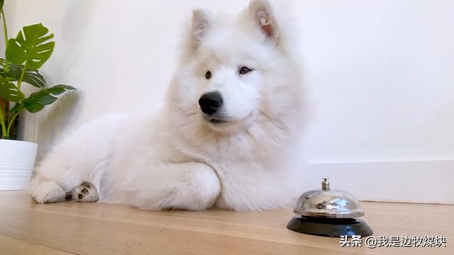 萨摩耶犬:萨摩耶一般一只多少钱？好不好养？网上哪里可以买？