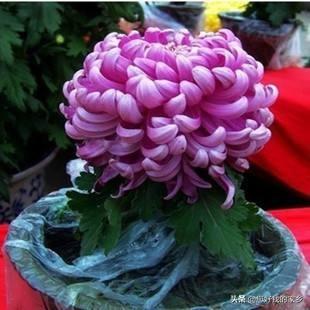 天人菊的移栽:刚栽的菊花苗放在什么地方最好？