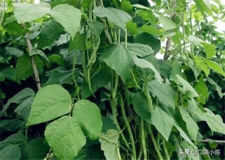 四季豆的功效与作用,晚熟露天四季豆什么时候播种好？