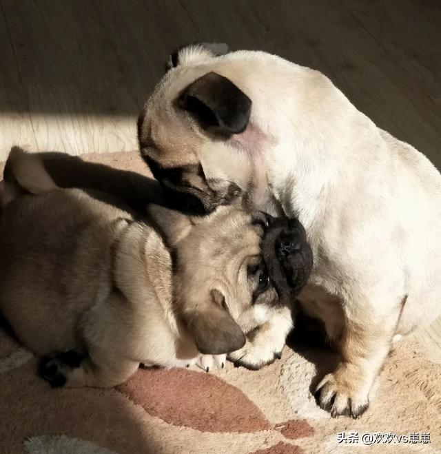 小巴哥犬怎么怎么补充营养:我们家巴哥犬的肠胃不好适合吃什么？ 巴哥犬缺营养表现