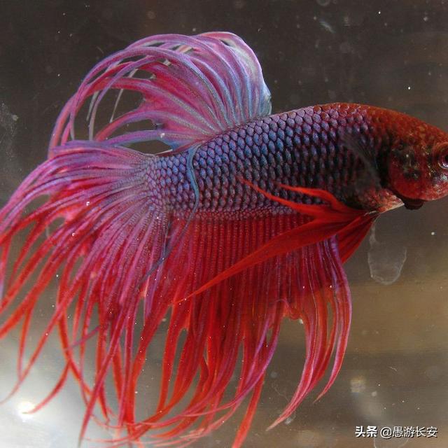 宠物鱼最好养活:什么动物养起来简单又省心（最好是水里长的）？