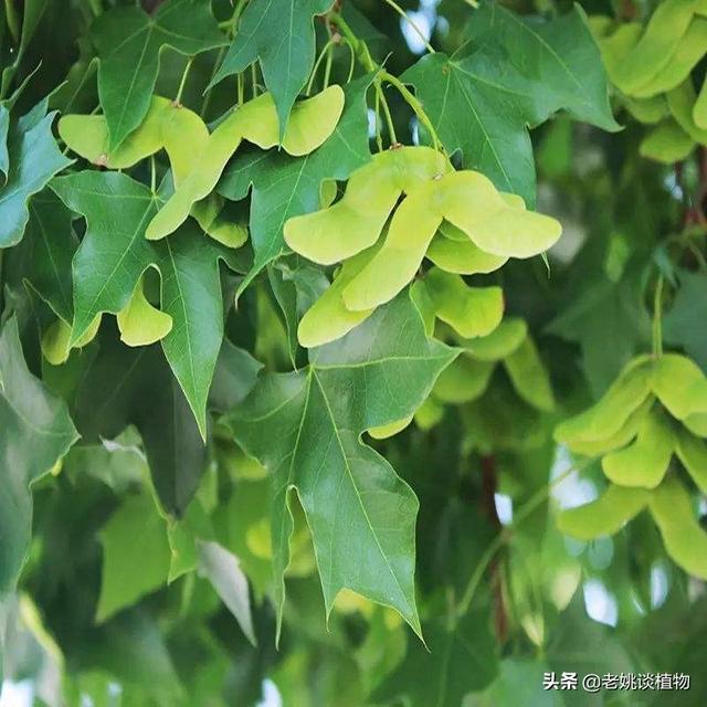 元宝枫图片:元宝枫在绿化中应用如何？