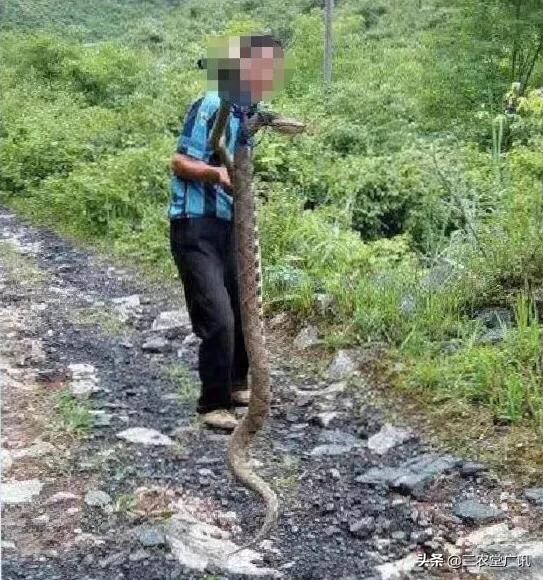 为什么阻止蛇成龙，云南一村民，在鱼塘发现4米长眼镜王蛇，为啥不让它爬上岸呢