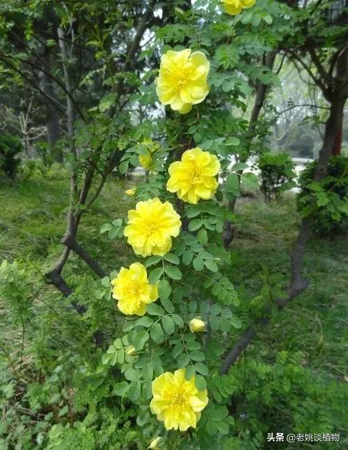 黄刺玫和黄蔷薇怎么区分？