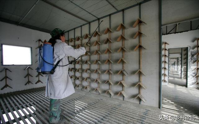 三类环境消毒要求:家禽养殖场要怎样进行消毒才有效？