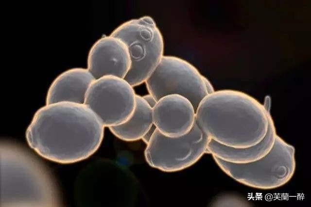 葡萄酒怎么酿造,优质葡萄酒是如何酿造的？