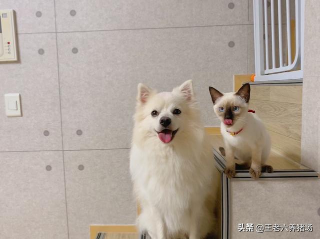 我的狗朋友是猫:如果把小猫和小狗养在一起，它们会成为好朋友吗？