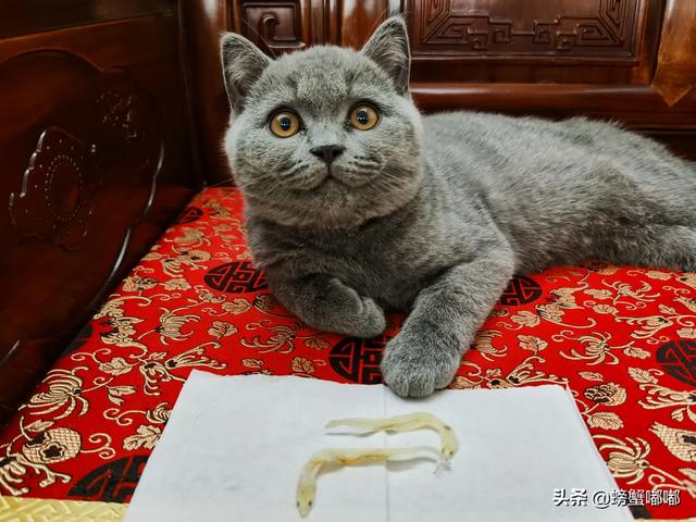 幼猫猫粮什么价:3个月大的英短幼猫吃什么猫粮好呢？