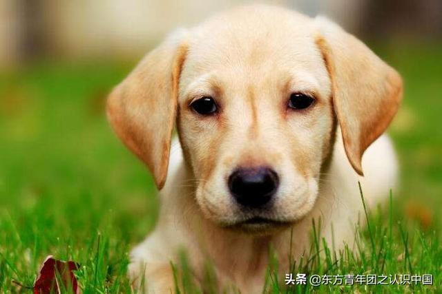 美国可卡是猎犬吗:养两只狗狗和一只狗狗的差别？
