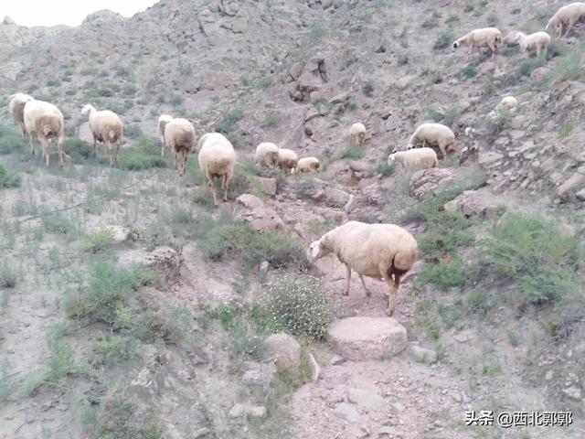 吐根堡山羊:新手如何入行养羊？需要注意哪些问题？