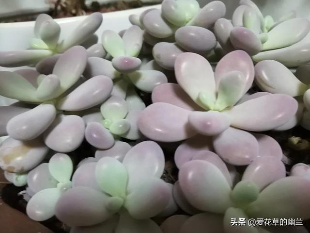 花叶芋根结线虫病:土壤里生了根线虫，该怎么办？