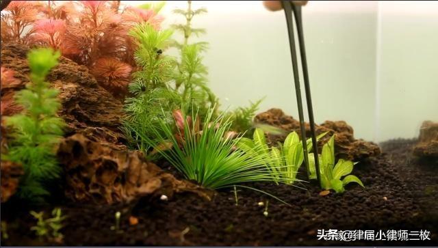 莫丝水草需要水草泥吗:草缸用玄武岩做底沙可以吗？ 莫丝可以种水草泥上吗
