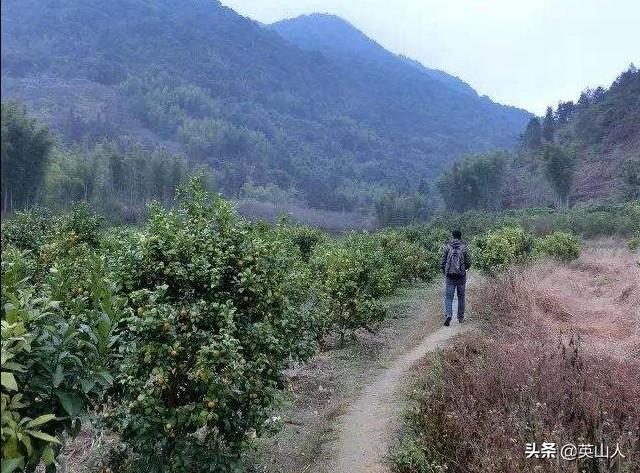 雄黄驱蛇:农村遇蛇能跑吗？有没有防蛇妙招？