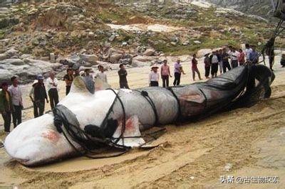 中国水怪之谜，喀纳斯湖大红鱼捕捞不住吗具体如何