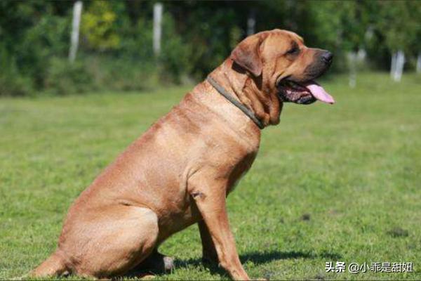比特名犬介绍:比特犬的战斗力强大吗？有哪些狗可以打得过它？