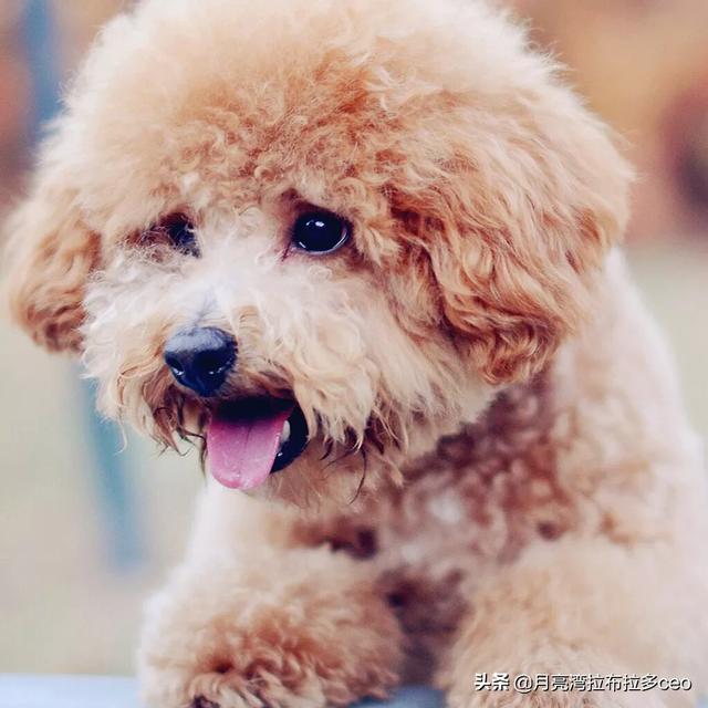 波士顿梗犬和法斗串:为什么都不建议养泰迪犬？