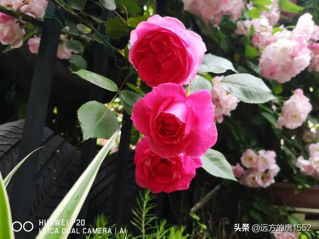 欧洲月季花品种介绍:月季花欧月品种介绍 养好欧月需要花多少时间和金钱？月季好养吗？