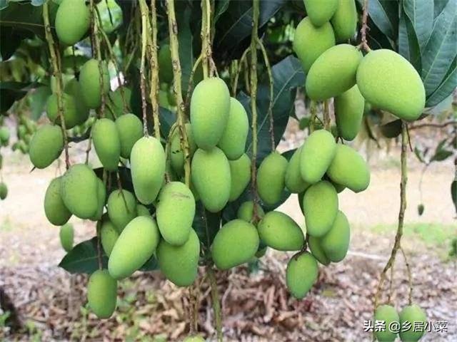 庭院十大吉祥之树,请问有什么适合庭院种植的果树？