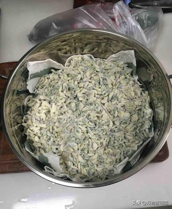 洋槐:洋槐树 过去的人们为什么爱采食洋槐花？你吃过洋槐花吗？