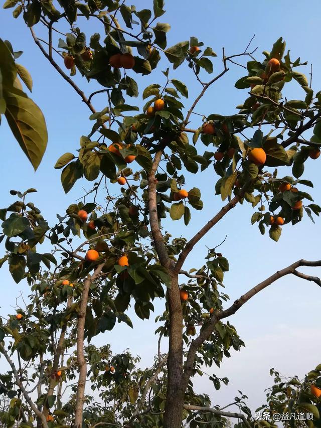 头条问答 柿子树刚开花结果这两天小果子怎么老是往下落 是不是施肥的原因 明1940的回答 0赞