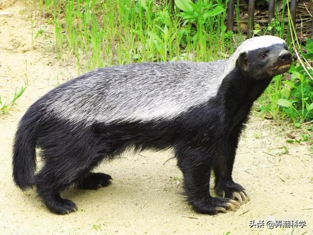 蜜獾的天敌是什么?-心有所属非诚勿扰20725451的回答-头条问答