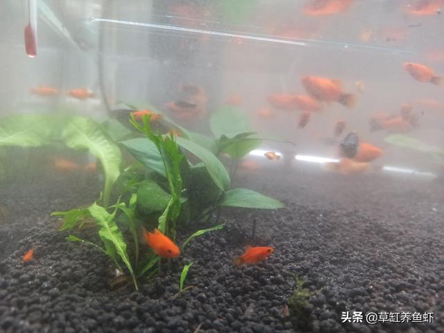 水草泥怎么才能洗干净:如何清理草缸底沙中的便便？