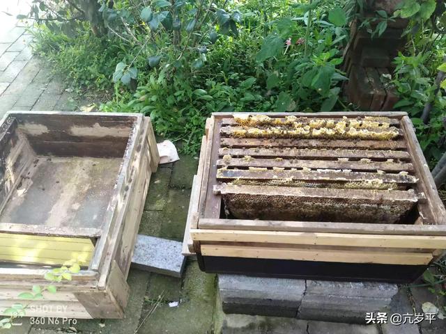 蜂猴误闯民宅:空蜂箱内引来了盗蜜蜂应不应该处理？