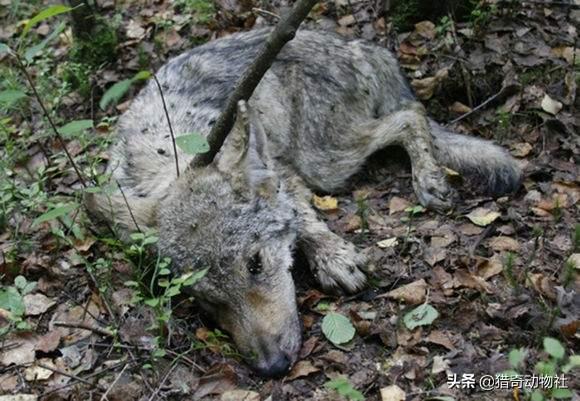 猞猁能猎杀北美灰狼:作为地球上最大的犬科动物，北美灰狼的战斗力如何？