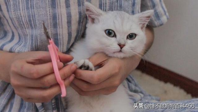 素力高海藻粉对猫咪的作用:猫咪为什么需要化毛，吃倍酷化毛综合营养膏有用吗？